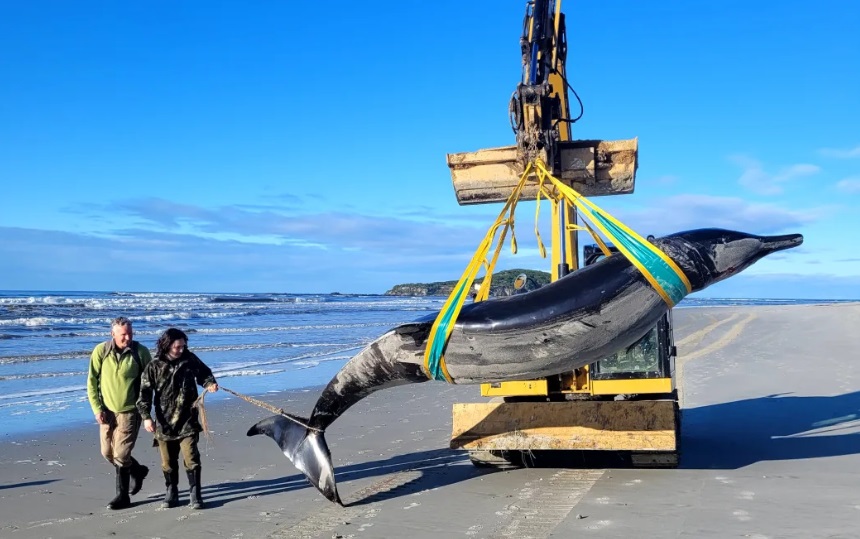 Doc ranger Jim Fyfe and mana whenua ranger Tūmai Cassidy with the rare whale found on a beach...