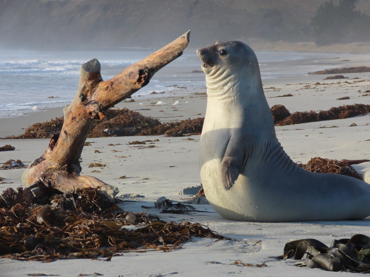 A juvenile elephant seal at Long Beach near Dunedin has charmed locals as it wrangled logs on the...