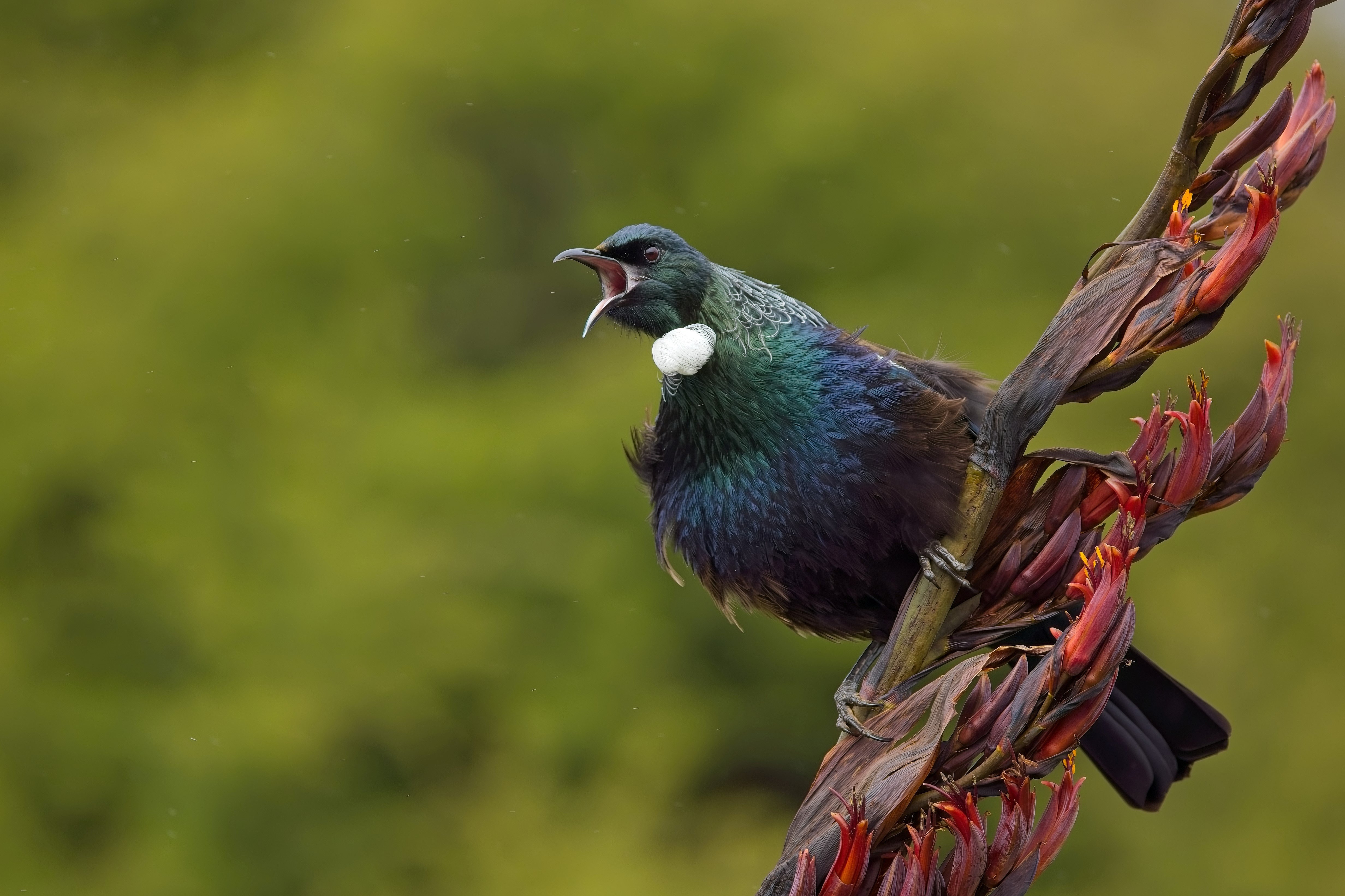 The New Zealand Garden Bird Survey wants to hear your citizen science data. PHOTO: NEAL MCLANACHAN