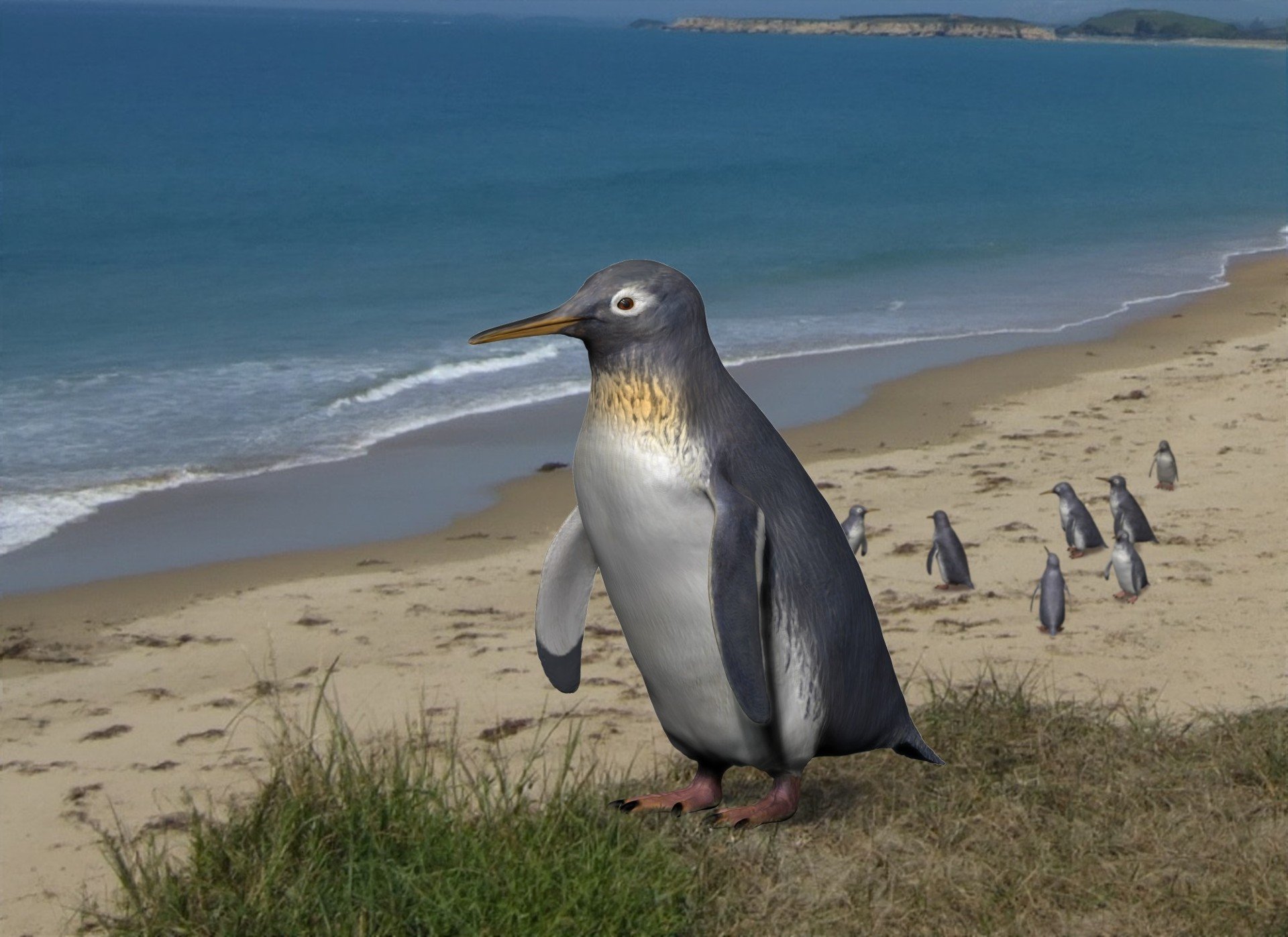 A reconstruction of the Pakudyptes hakataramea penguin, found by the late University of Otago...