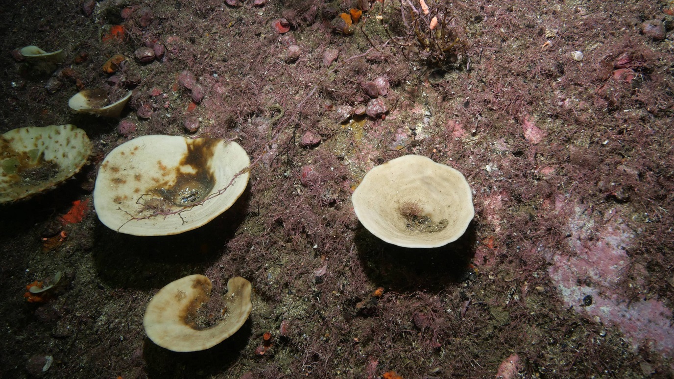 Bleached marine sponges found in Fiordland waters.