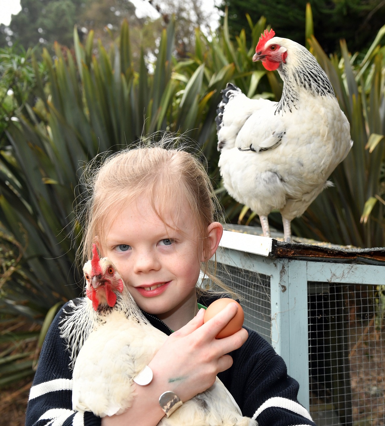 Isaac Murphy with his chickens Nugget and McBite and an egg one of them laid. Photo: Stephen...