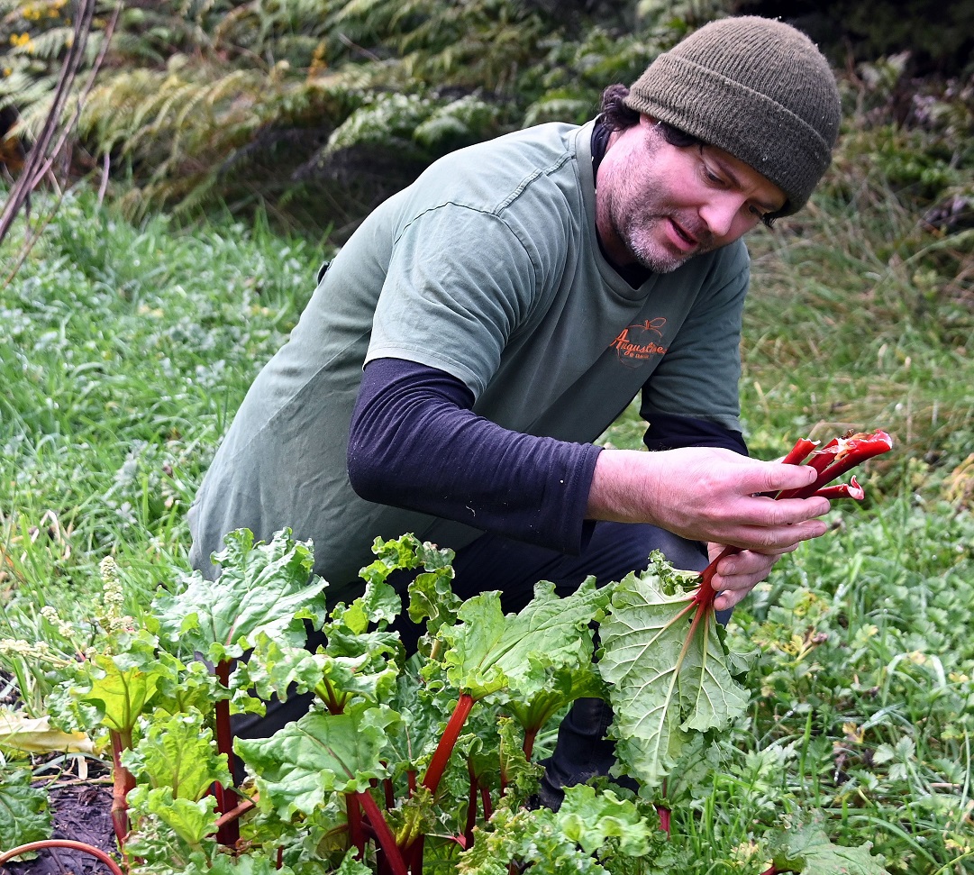 New rhubarb beds have been planted up the valley on Fat Weka Farm. Photo: Craig Baxter