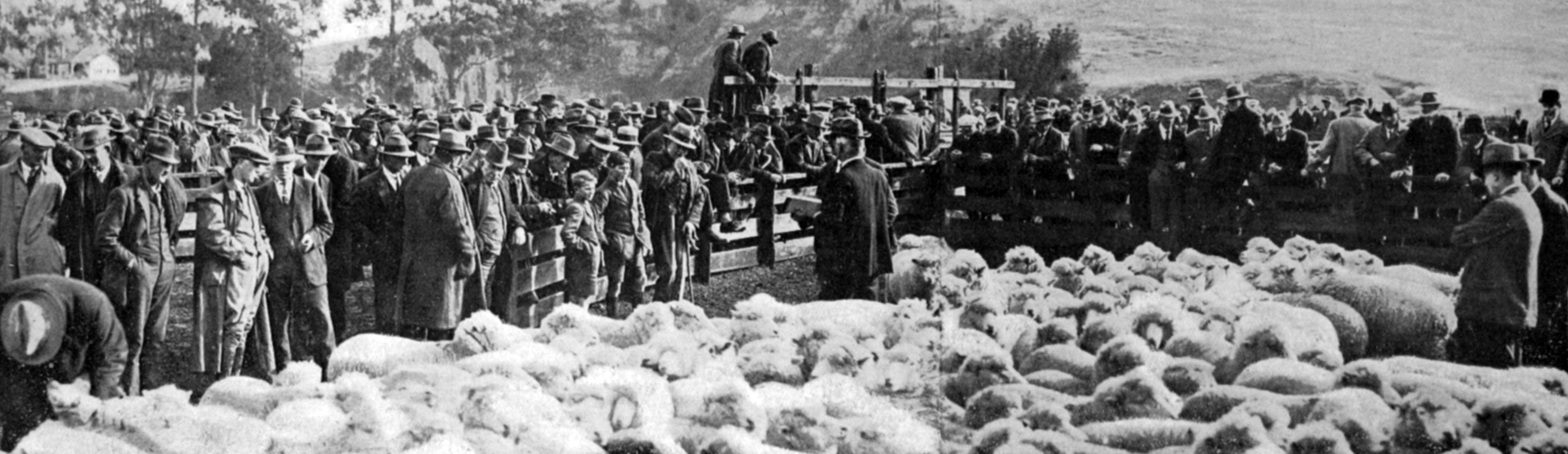 Buyers inspect the sheep prior to the clearing sale at Mount Royal, near Palmerston. — Otago...