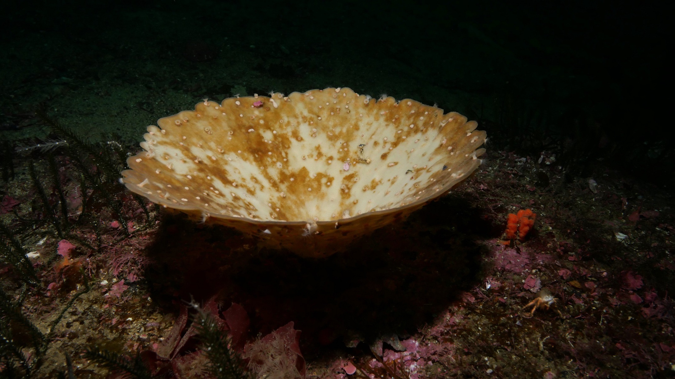 A marine sponge in the process of becoming bleached because of warming waters. Photos: James Bell