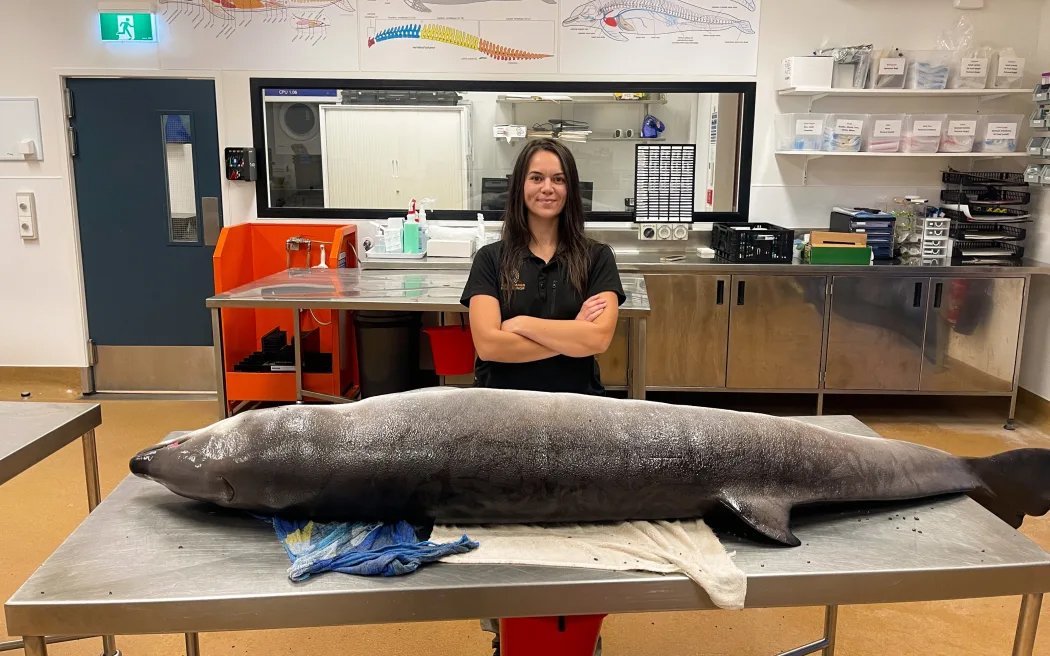 Raukūmara Pae Maunga kaimahi Michaela Insley with baby whale at Massey University. Photo: supplied