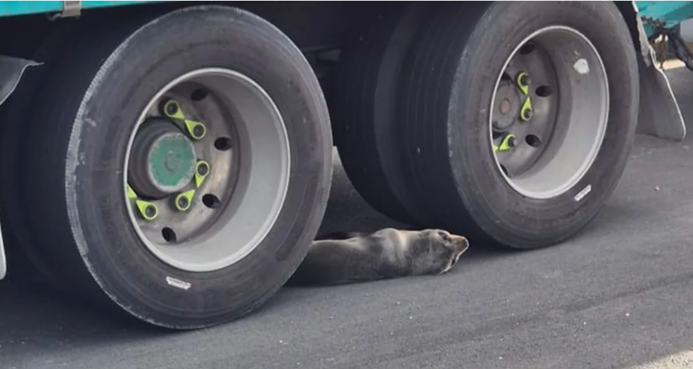 Another seal was discovered lying under a truck in Lower Hutt on Friday.  Photo: Supplied /...