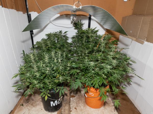 Police found 46 cannabis plants during the raid. Photo: NZ Police