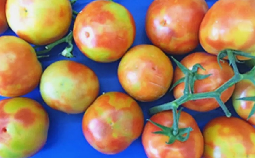 Tomato brown rugose fruit virus. Photo: Tomatoes NZ