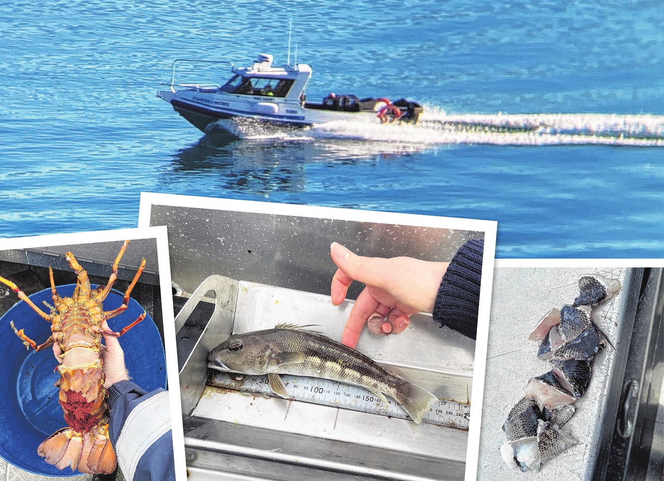 Ministry for Primary Industries (MPI) has been patrolling Dunedin’s coast. (Clockwise from top)...