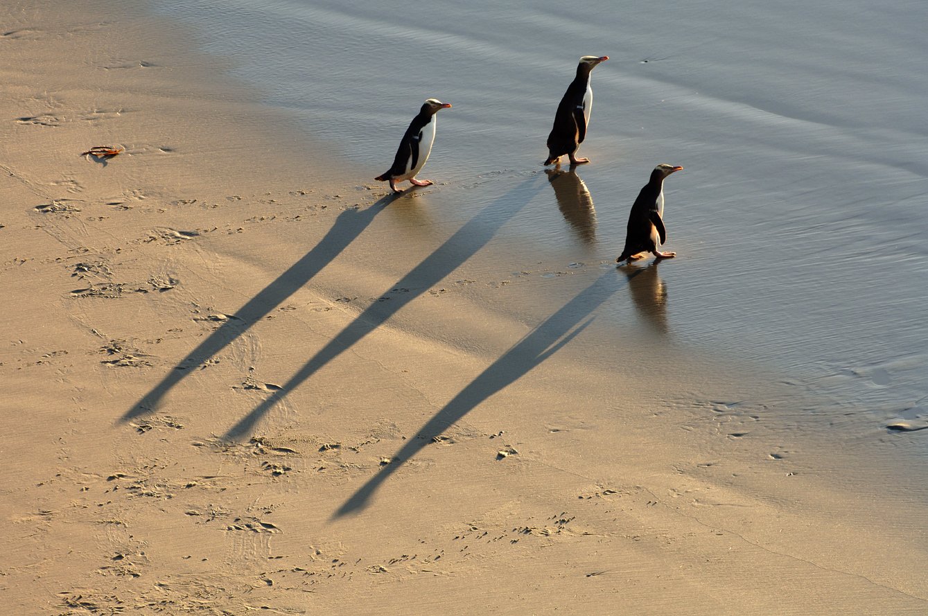 A campaign to make the hoiho/yellow-eyed penguin this year’s New Zealand Bird of the Year is...