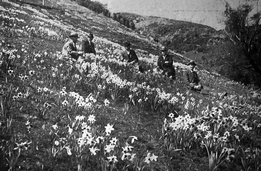 Visitors enjoy the Wetherstons Brewery reserve and its groups of daffodils, near Lawrence. —...