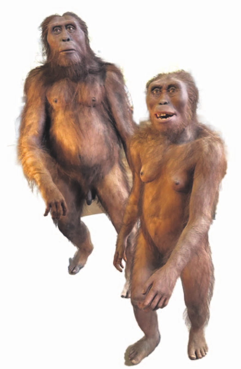 Two mouldings of Australopithecus photographed in the Natural History Museum in Vienna. Photo:...