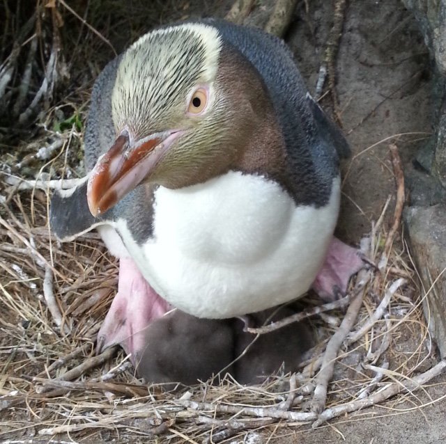 A hoiho, or yellow-eyed penguin. Photo: Barry Atkinson