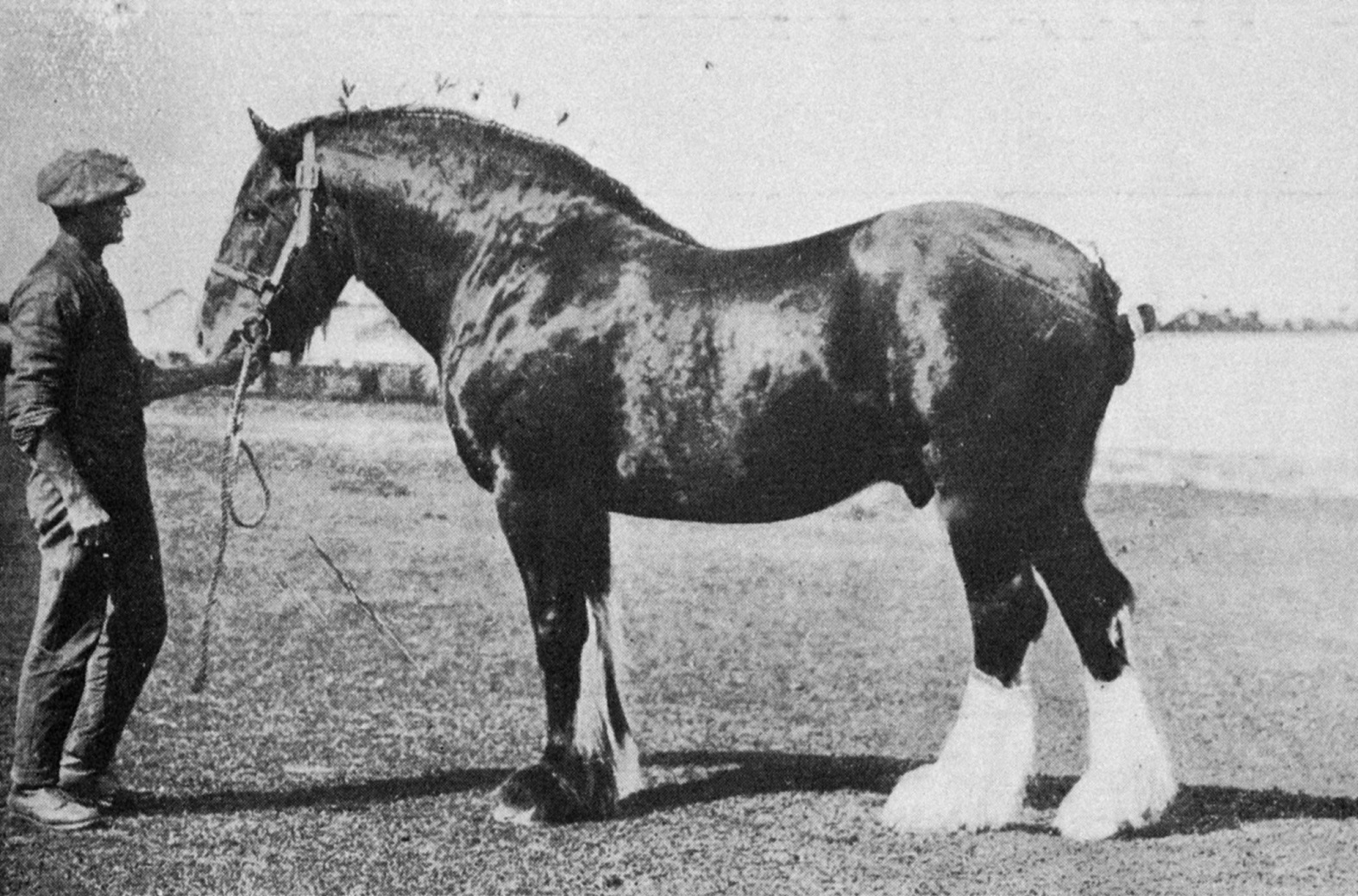 Clydesdale stallion Scotland’s Victor (Scotland’s Viceroy/Brilliant IV), winner of the Wright...