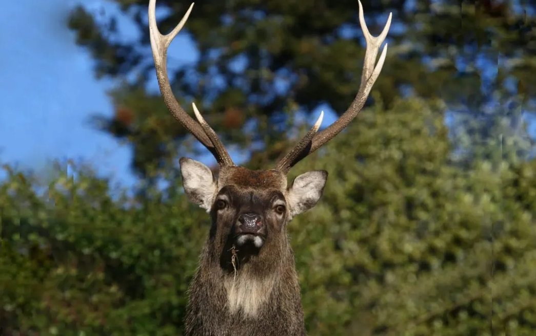 A deer was reported to have hit a car in Halswell, damaging it. File photo: New Zealand Safaris