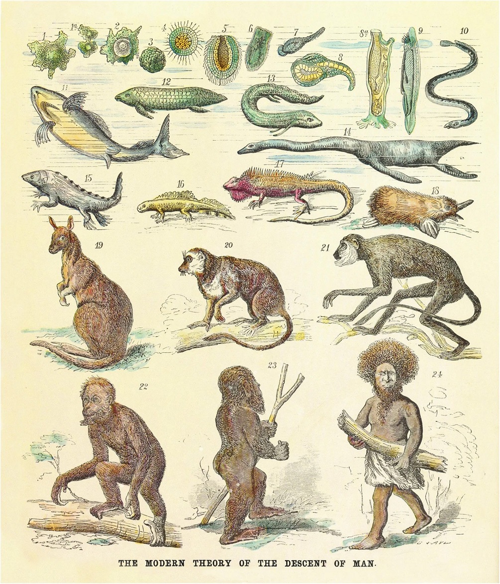 Ernst Haeckel’s proposed ancestry of humans, a speculative sequence 
published in 1868.