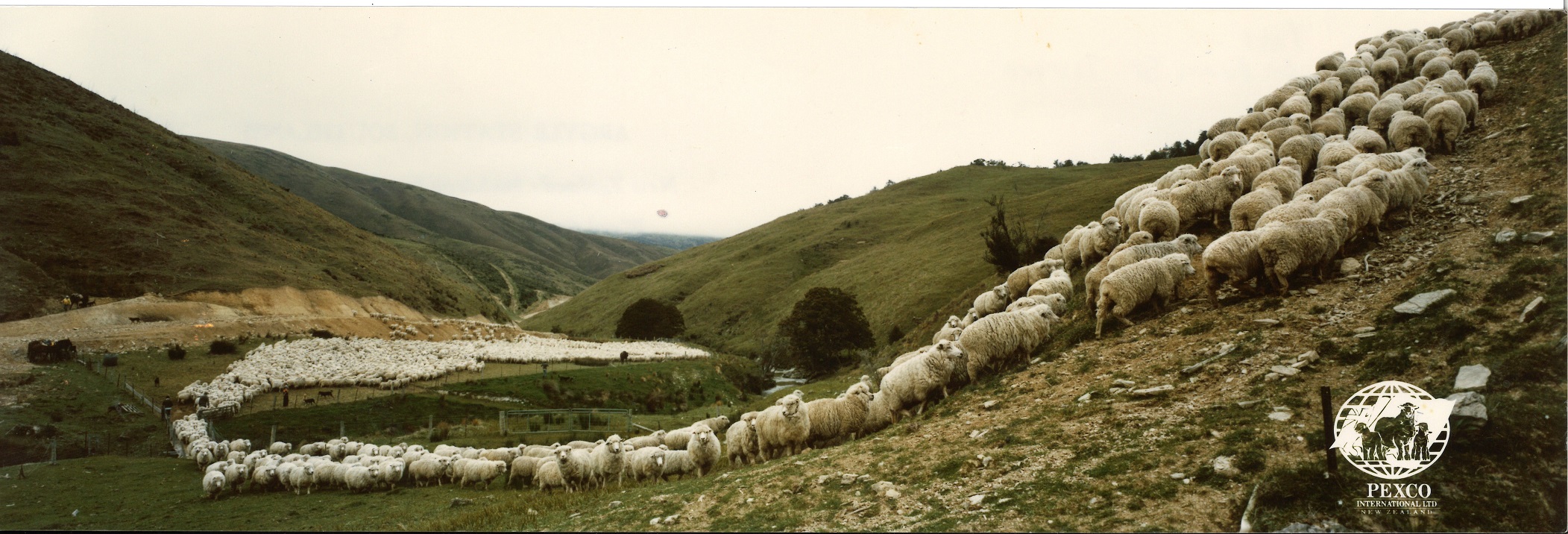 An Arthur Bremford photograph of Argyle Station sheep was used as a backdrop to promote New...