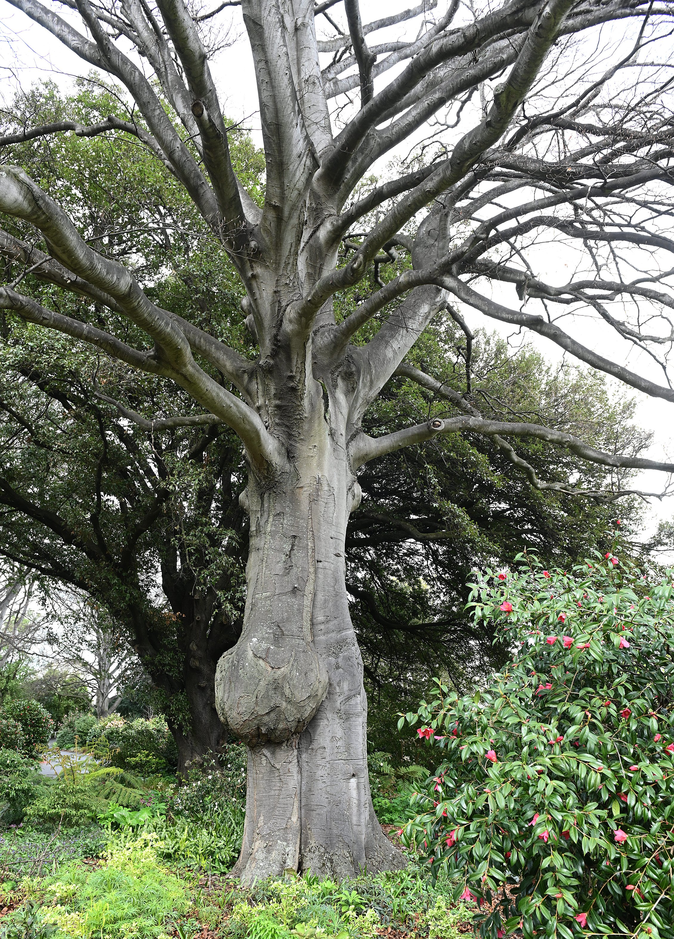 The European beech tree at  Dunedin Botanic Garden  has a burr about 1m in diameter. PHOTO: LINDA...