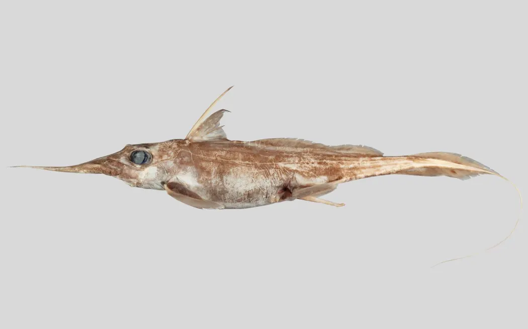 The Australasian narrow-nosed spookfish - scientific name Harriotta avia. Photo: NIWA / supplied