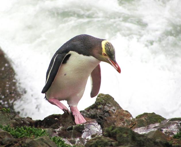 The hoiho (yellow-eyed penguin) is the bird of the year. File photo