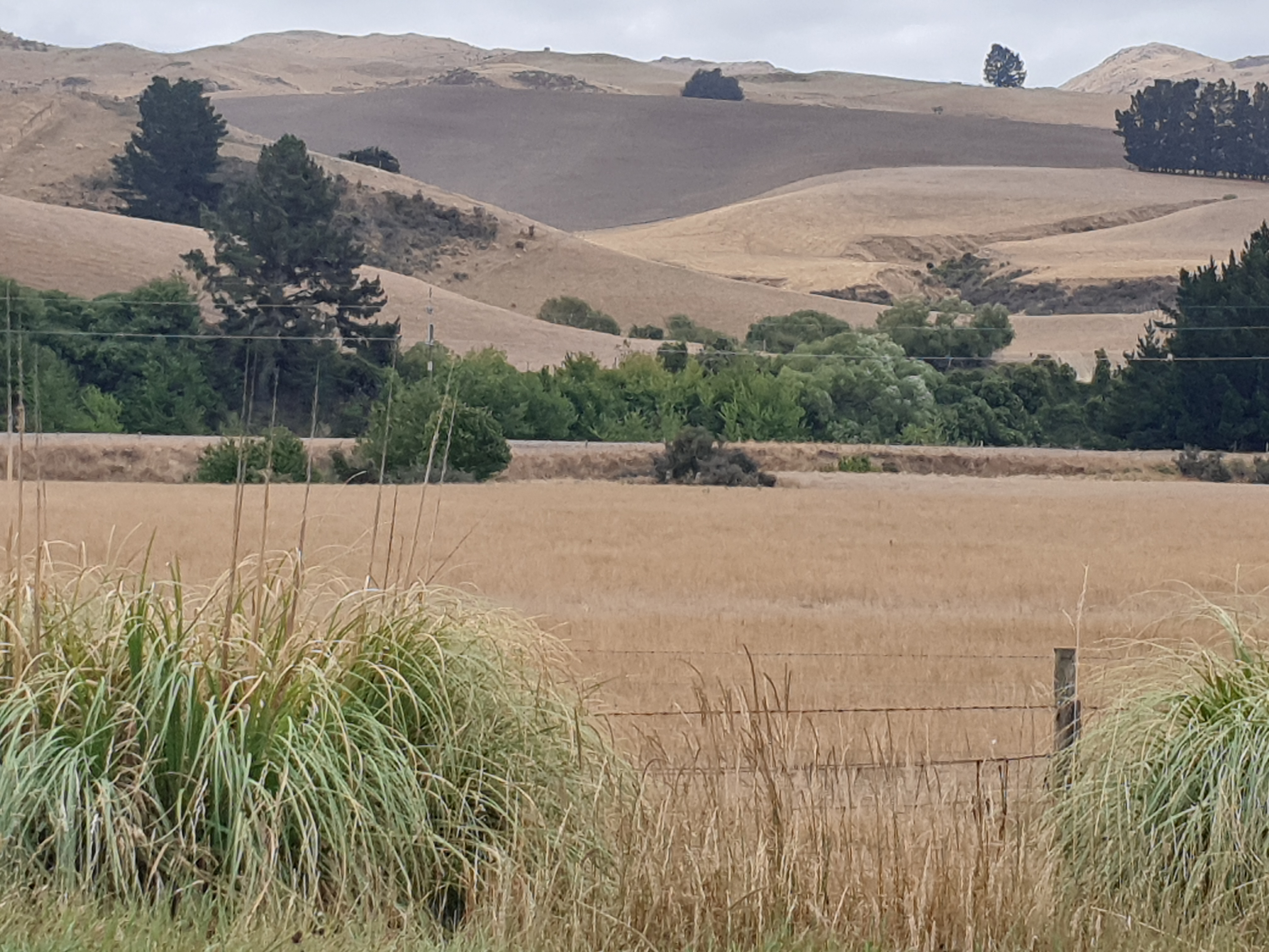 The hills north of Cheviot are showing the effects of a dry summer. Photo: Robyn Bristow