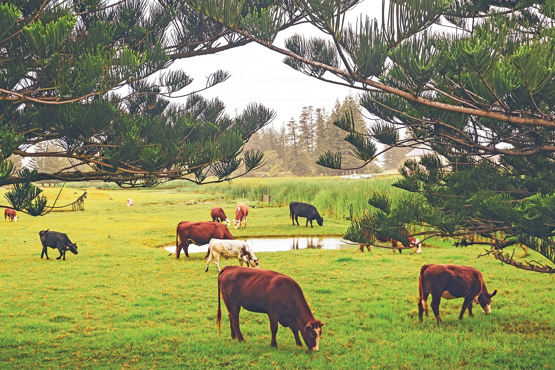 The countryside of Norfolk Island.