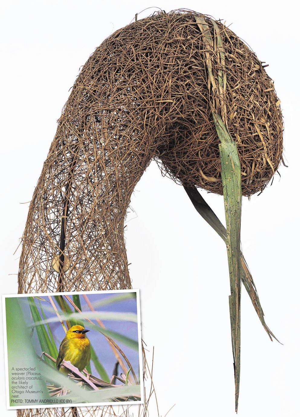 The nest of a weaver bird (until recently identified to family level as Ploceidae) that was...