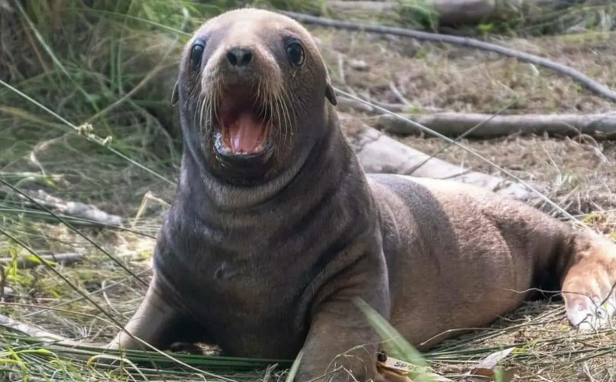 The pup, whose mother is named Jade, was photographed in February. Photo: Supplied/ NZ Sea Lion...