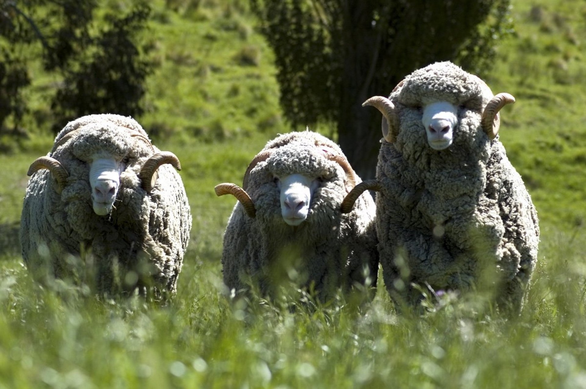 The New Zealand Merino Company has told the USX demand remains flat due to excess wool throughout...