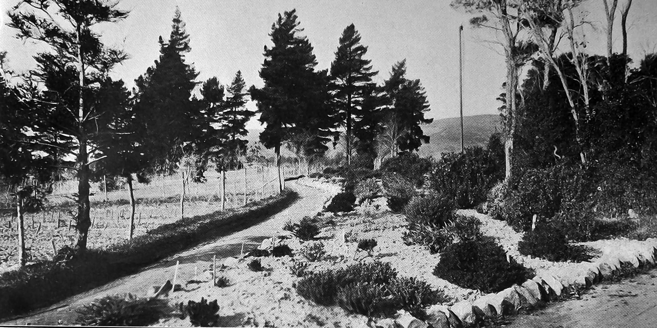 A new path curves through the veronica border of 130 varieties in the upper Dunedin Botanic...