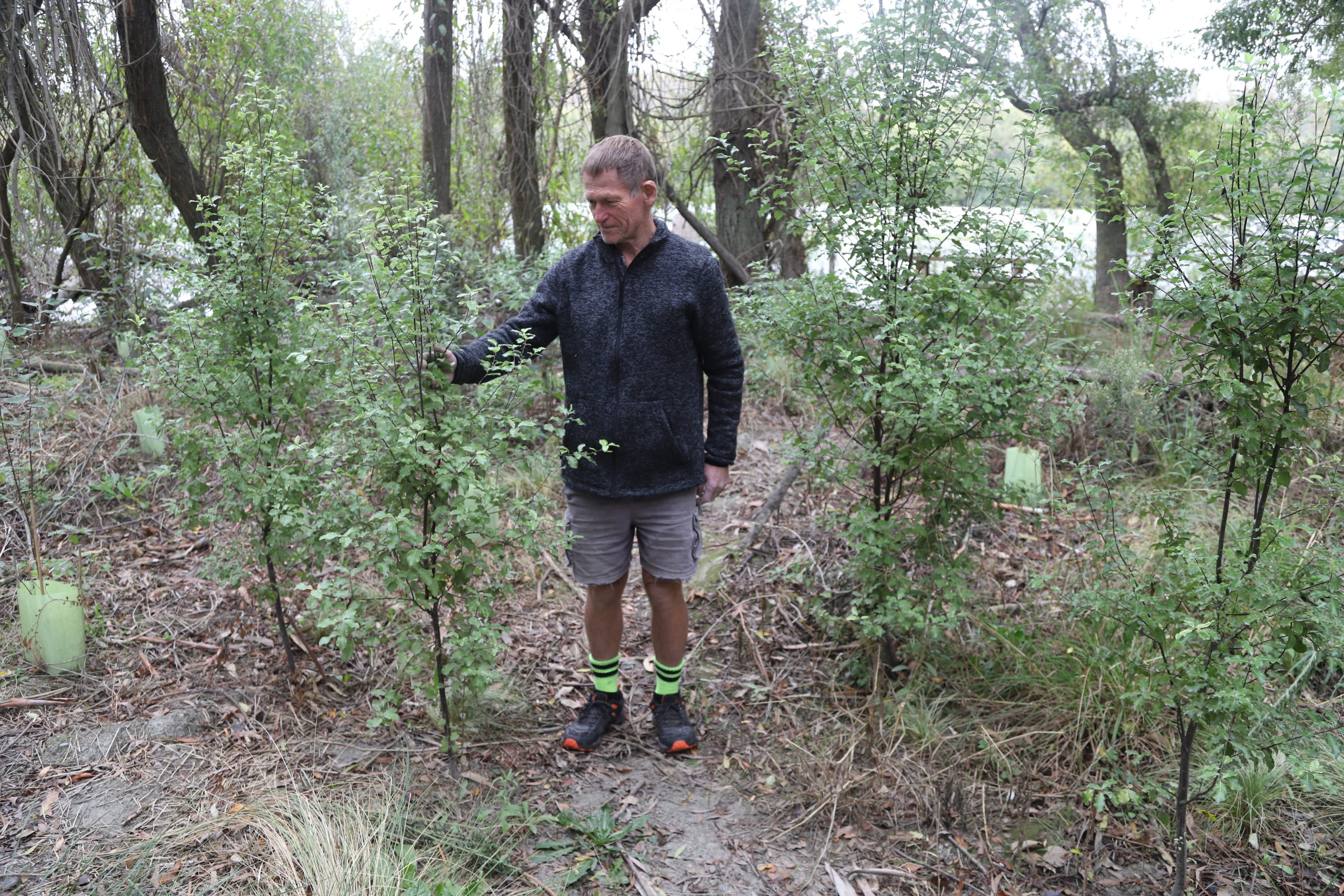 Ross Hawthorne is clearing weeds and plant natives alongside the Ashburton/Hakatere River. PHOTO...