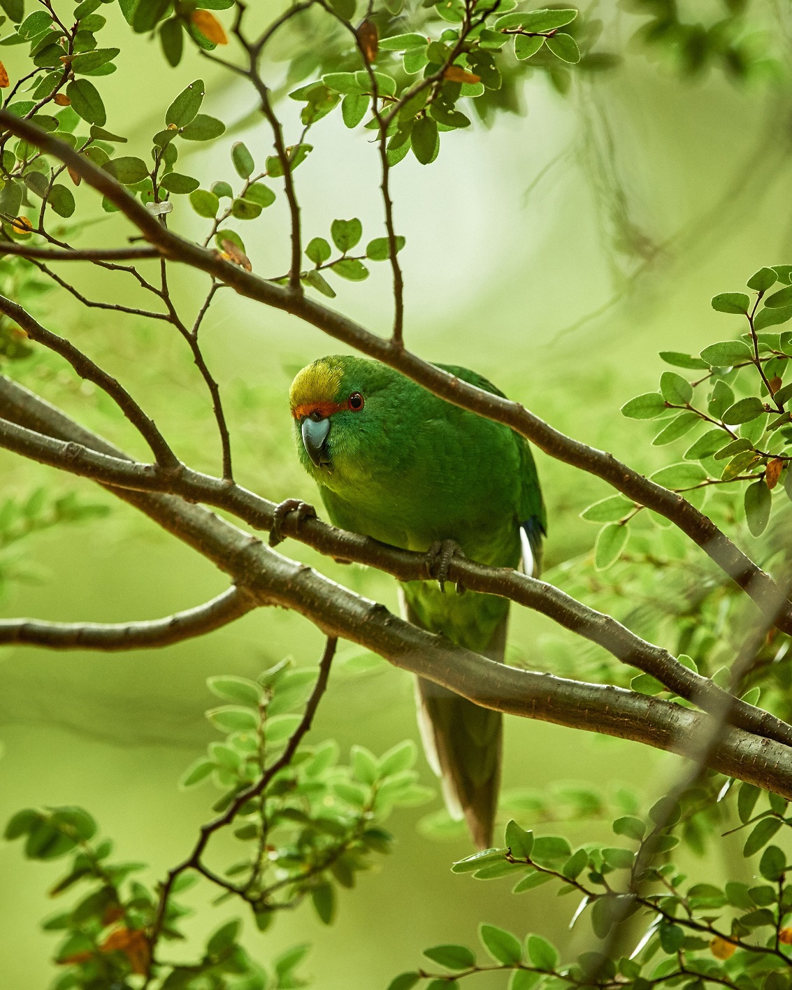 Craig McKenzie’s image of New Zealand’s rarest parakeet, the orange-fronted parakeet, won the...