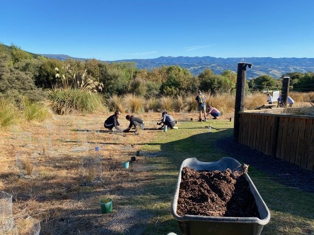 Volunteers from the University of Otago admissions staff plant tussock for future takahe food.