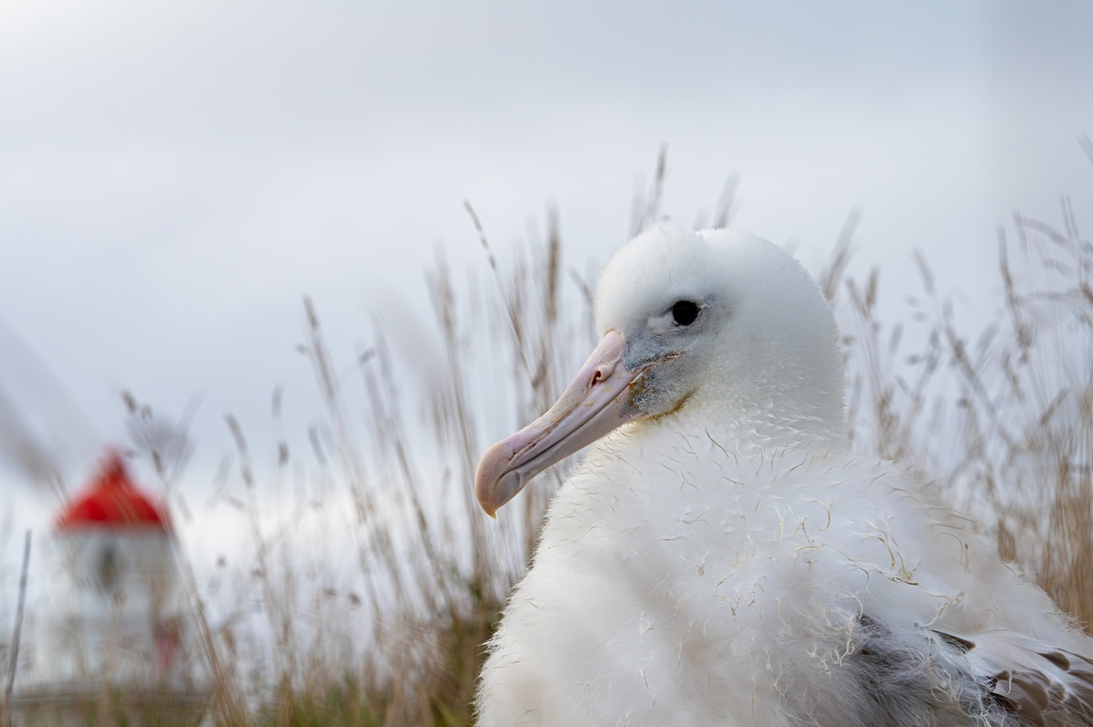 An albatross chick at Taiaroa Head in June. Photo: M Hayward/Doc