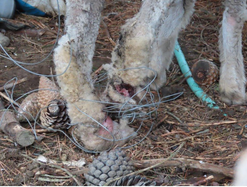 A ewe had to be euthanised after becoming entangled in scrap fencing. PHOTO: MINISTRY OF PRIMARY...