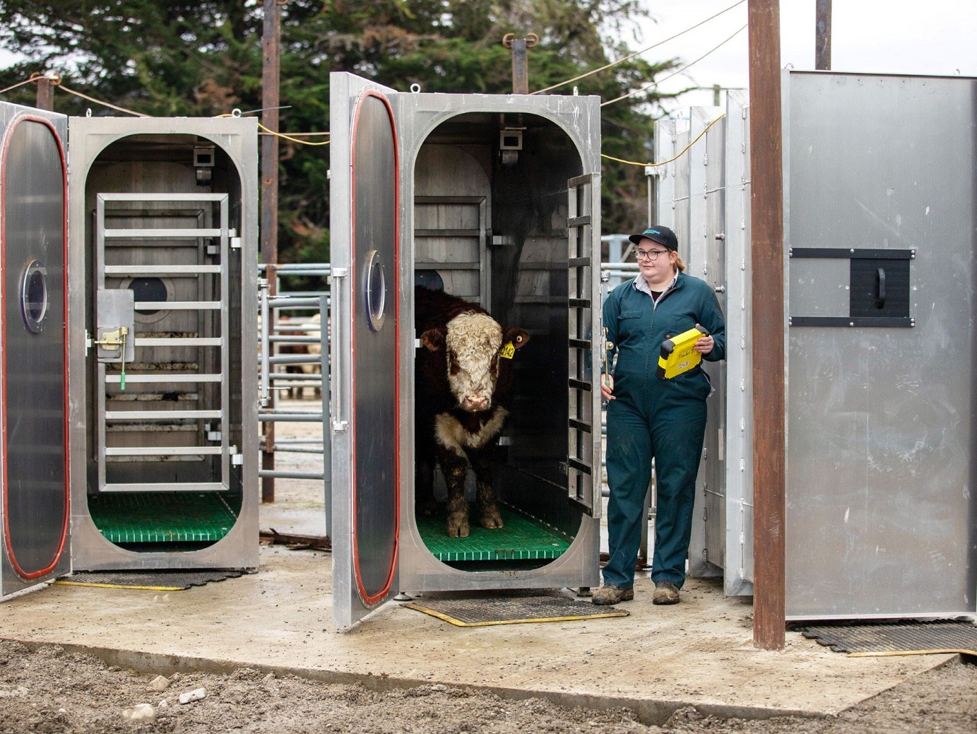 The latest technology is measuring the feed efficiency of beef cattle and their methane emissions...