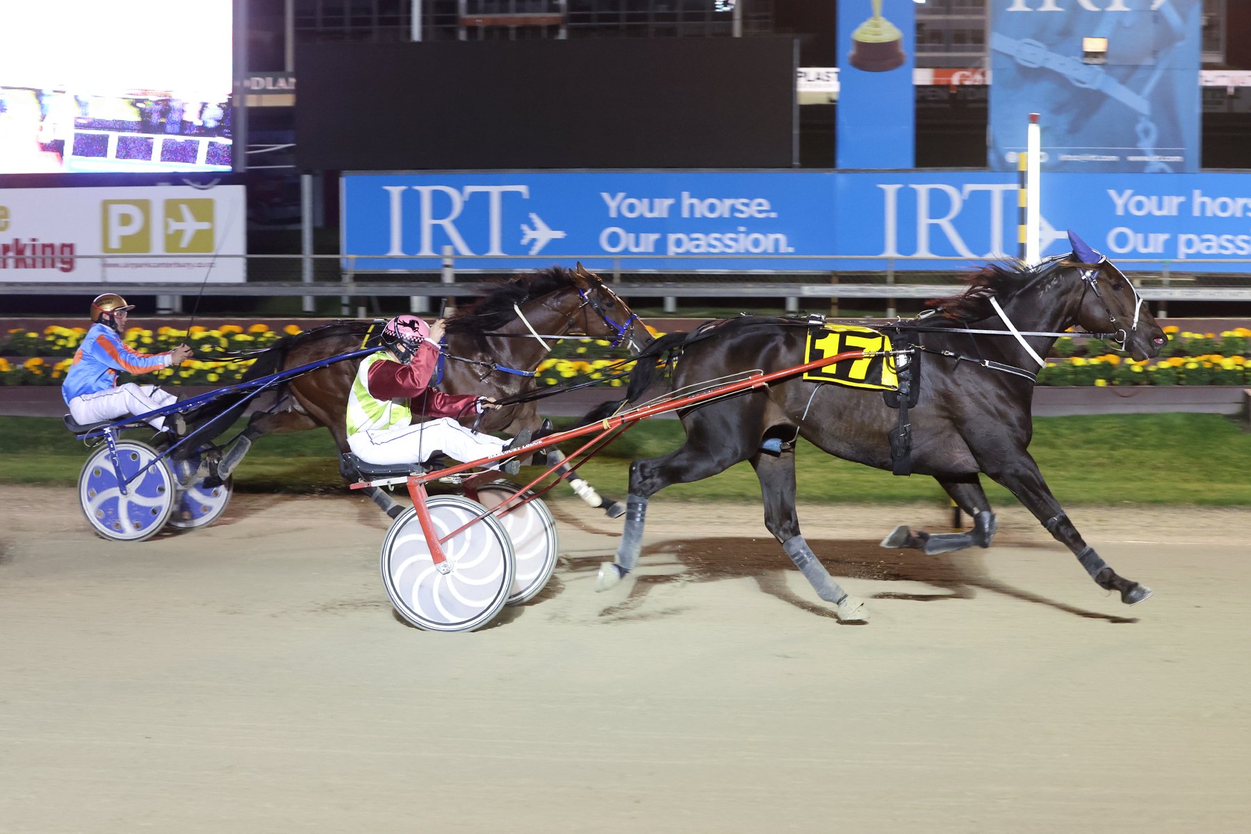 Fiery Bandito charges to victory at Addington on Friday night. Photo: HRNZ