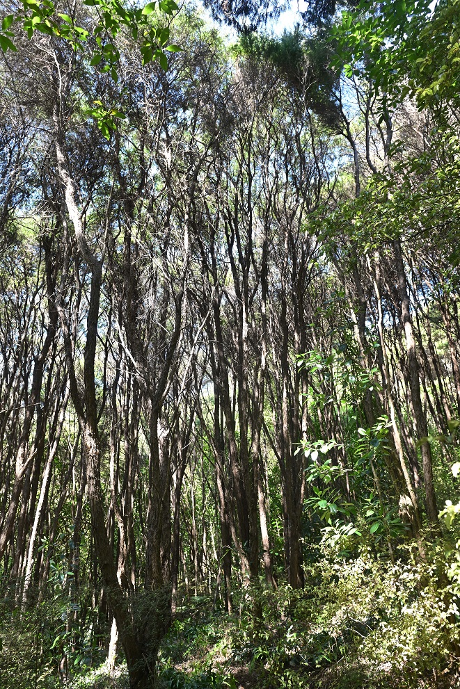 Kānuka is an "interim species" in the rewilding process on the property, covering once-bare hills...