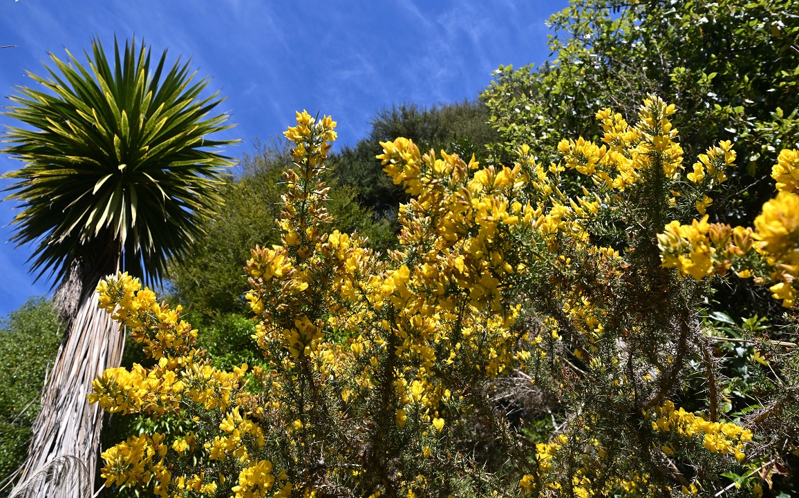 Gorse and blackberry were no match for the kānuka that grew through and replaced the exotic pests...