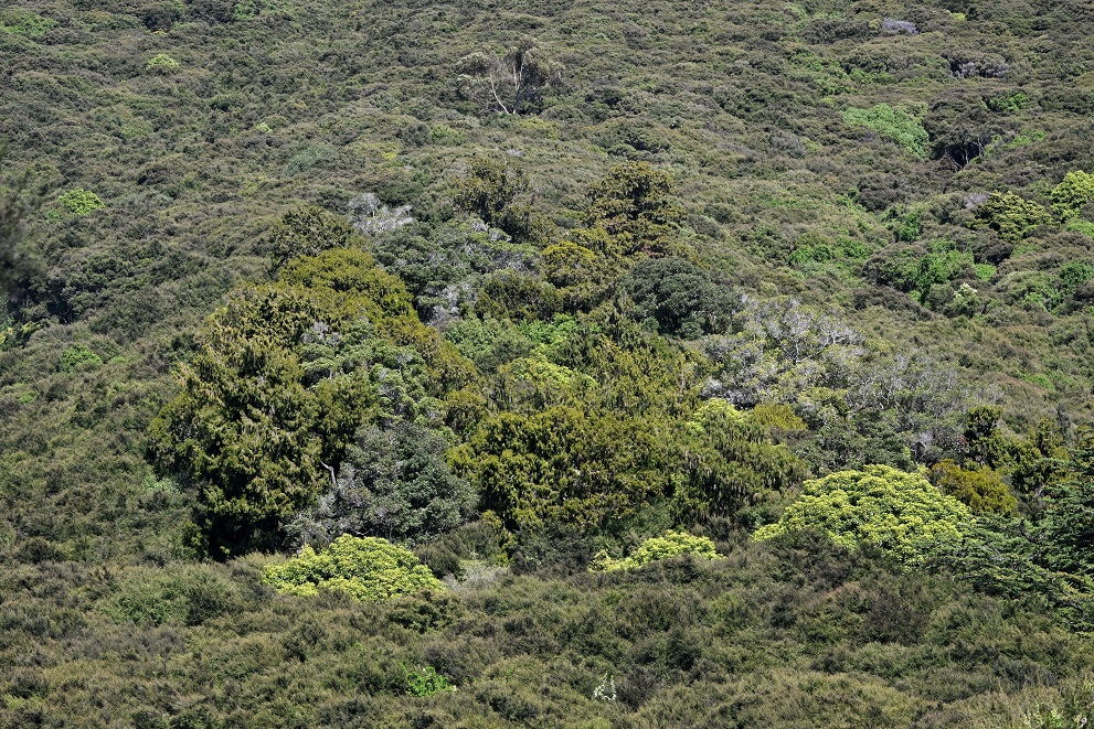 Mature rimu, some up to 300 years old, pictured surrounded by regenerating kānuka, were an...