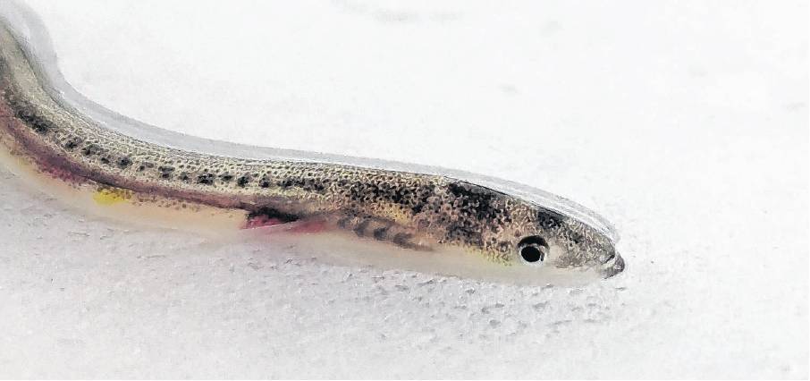 Tiny glass eels become darker and move upstream after months in river estuaries and become elvers...