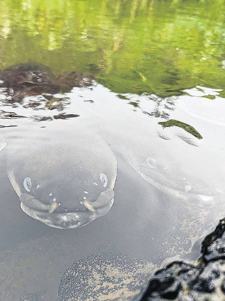 The tiny glass eels eventually become adults as they migrate upstream. PHOTO: SUPPLIED