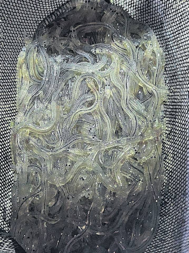 Tiny glass eels after being extracted from the Ashley Rakahuri River estuary. PHOTO: SUPPLIED