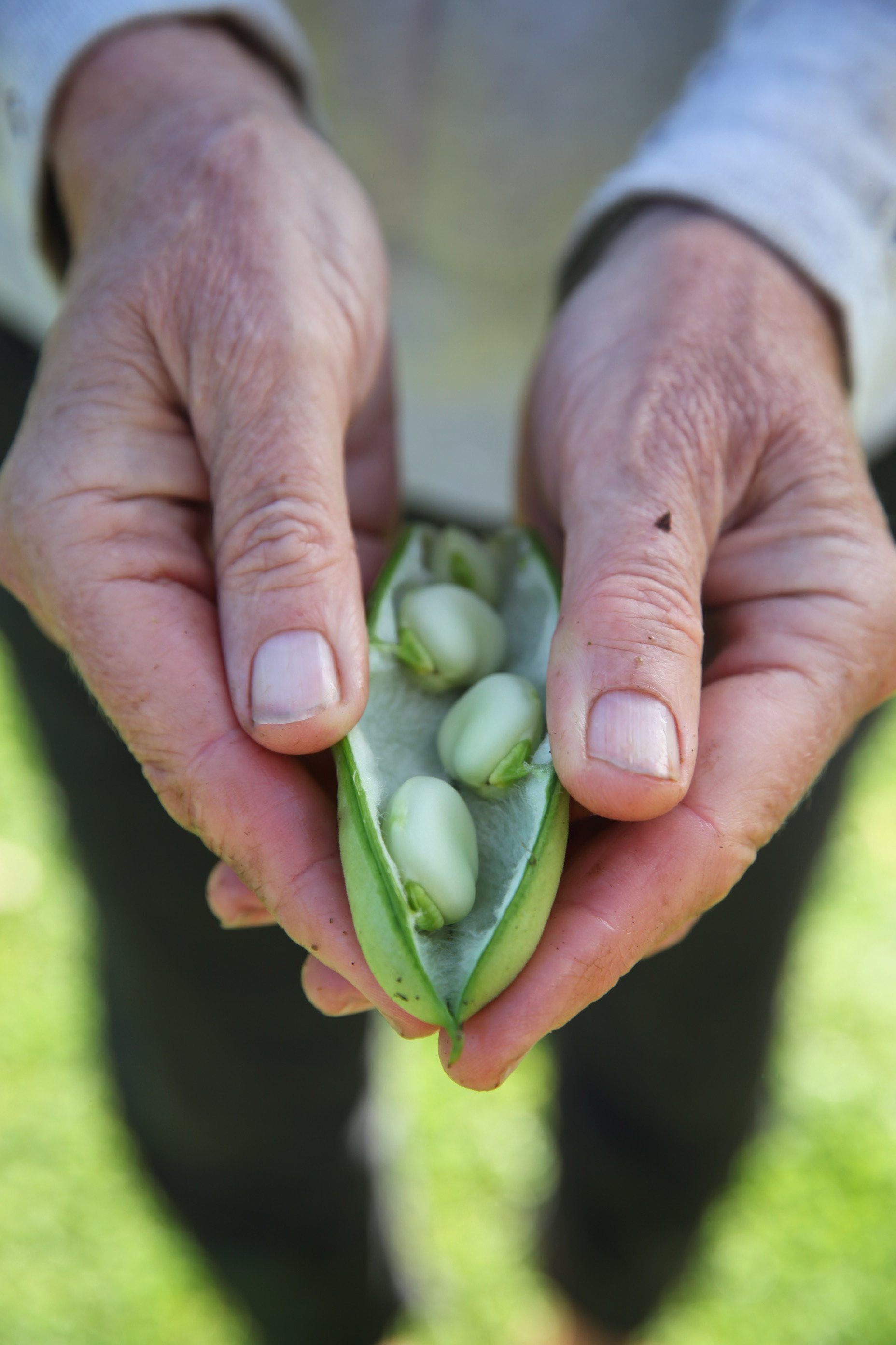 Broad beans should be ready to be harvested in the next few weeks. They make a great addition to...