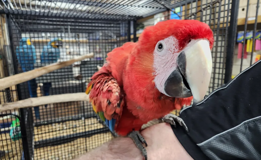 Pet birds like this scarlet macaw at Bird Barn don't fare well if released in the wild. Photo: RNZ