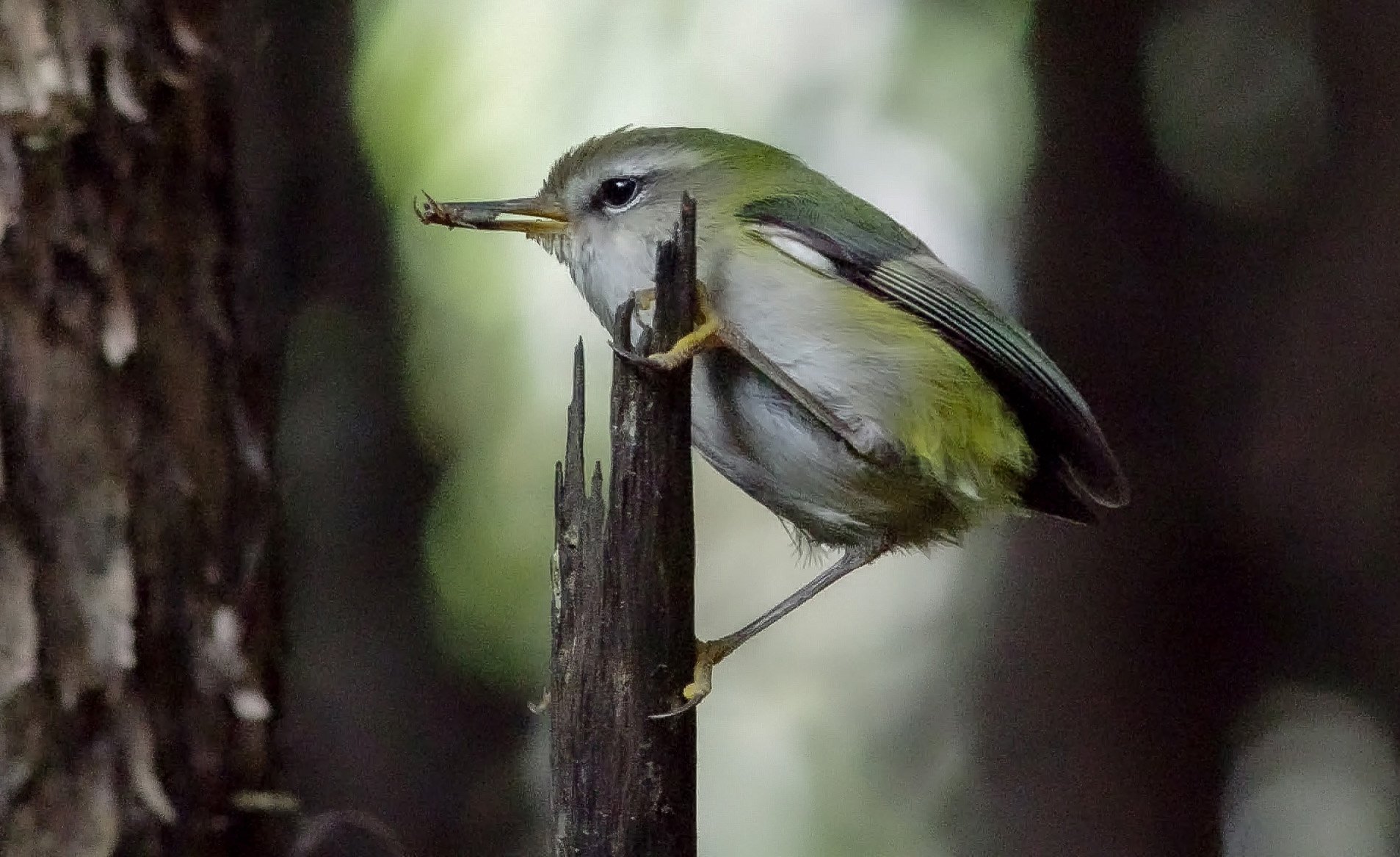 Peter and Anna’s rewilded Hereweka property has become a haven for the tītīpounamu (rifleman)....