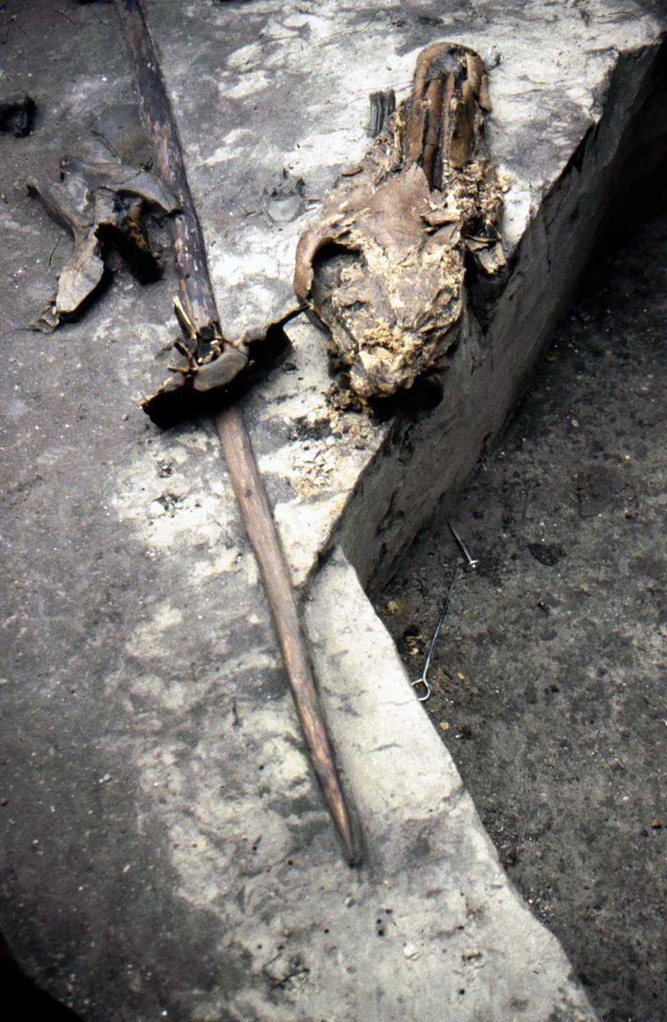 The oldest spear ever found, 350,000 years old, with one of the hunted horse’s skulls. Photo:...