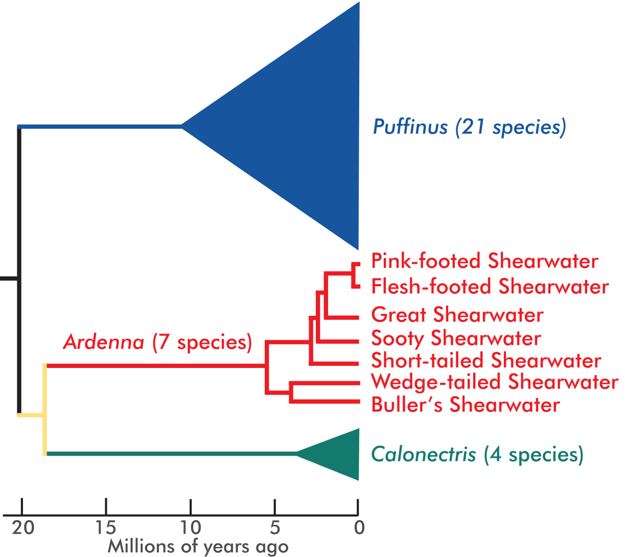 Evolutionary tree of the world’s shearwaters. The ancestor of all shearwaters lived just over 20...