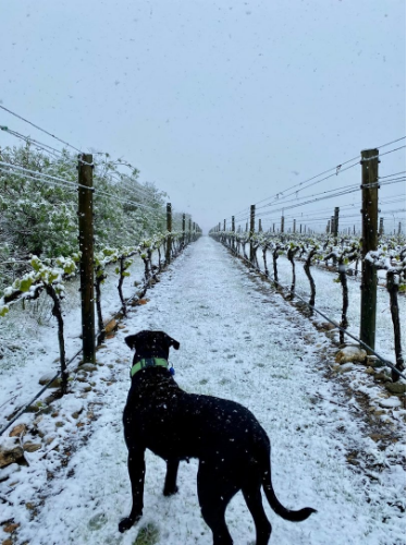 Snow in an Alexandra vineyard this morning. Photo: Cam Smith via RNZ